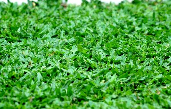 Rumput Paling Bagus untuk Kambing Betina