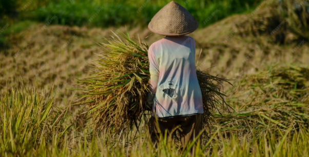 Cara Merawat Mesin Power Thresher Supaya Tidak Cepat Rusak