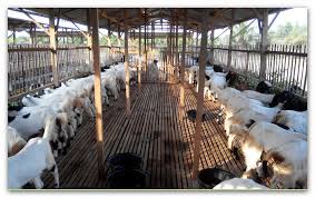 Revolusi Peternakan: Menguasai Budidaya Kambing Potong Modern